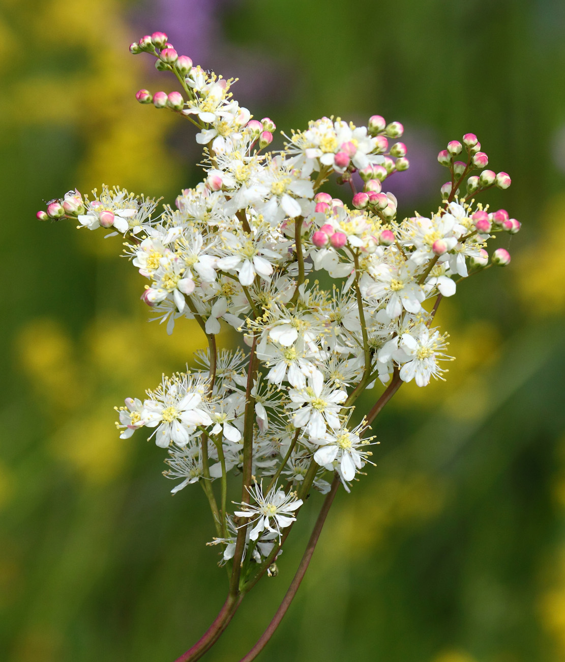 Image of Filipendula vulgaris specimen.