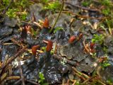 Peltigera canina