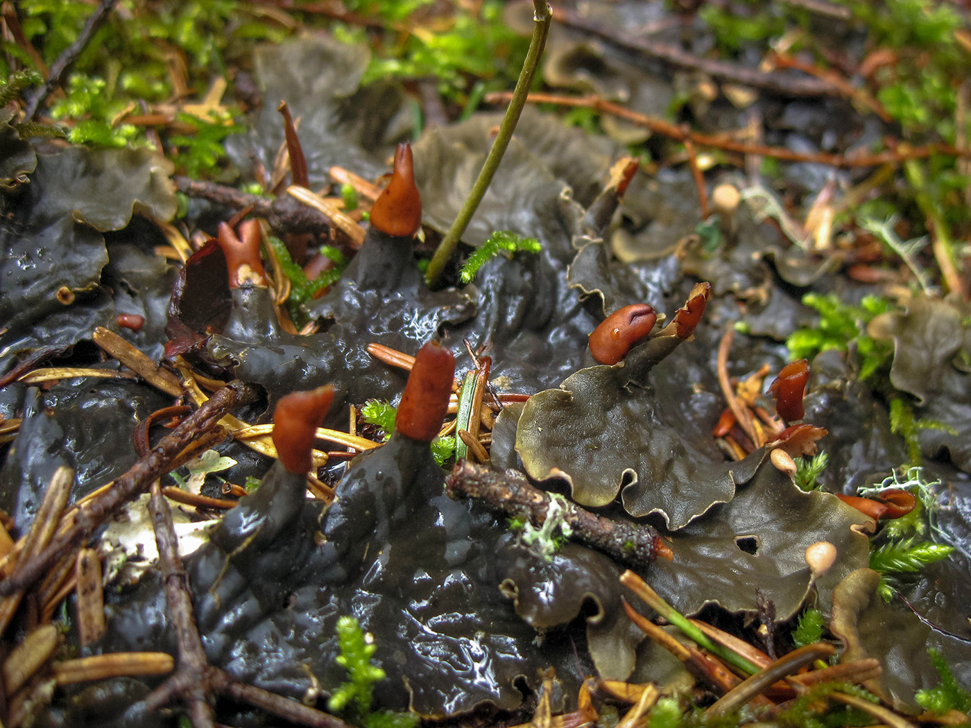 Image of Peltigera canina specimen.