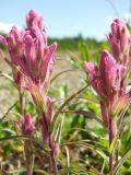 Castilleja rubra