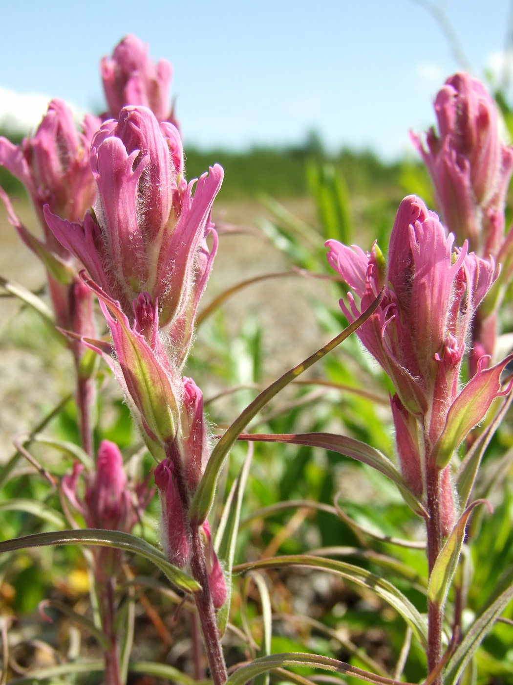 Image of Castilleja rubra specimen.