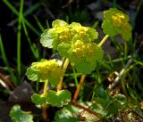 Chrysosplenium alternifolium. Верхушка цветущего растения. Московская обл., Раменский р-н, окр. дер. Хрипань, садовый участок. 30.04.2017.