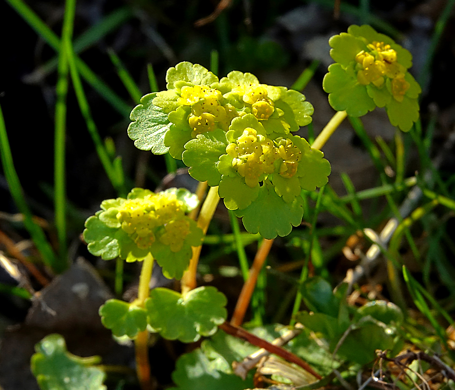 Изображение особи Chrysosplenium alternifolium.