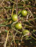 genus Rosa. Соплодие с незрелыми плодами. Украина, г. Запорожье, балка возле трассы на Васильевку, южнее Опытной станции, луговая степь. 06.08.2016.