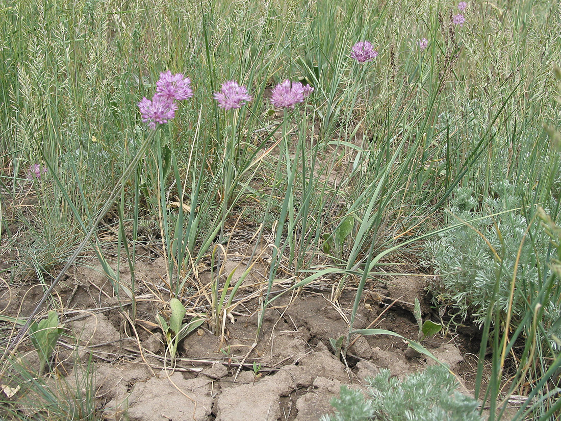 Image of Allium pallasii specimen.