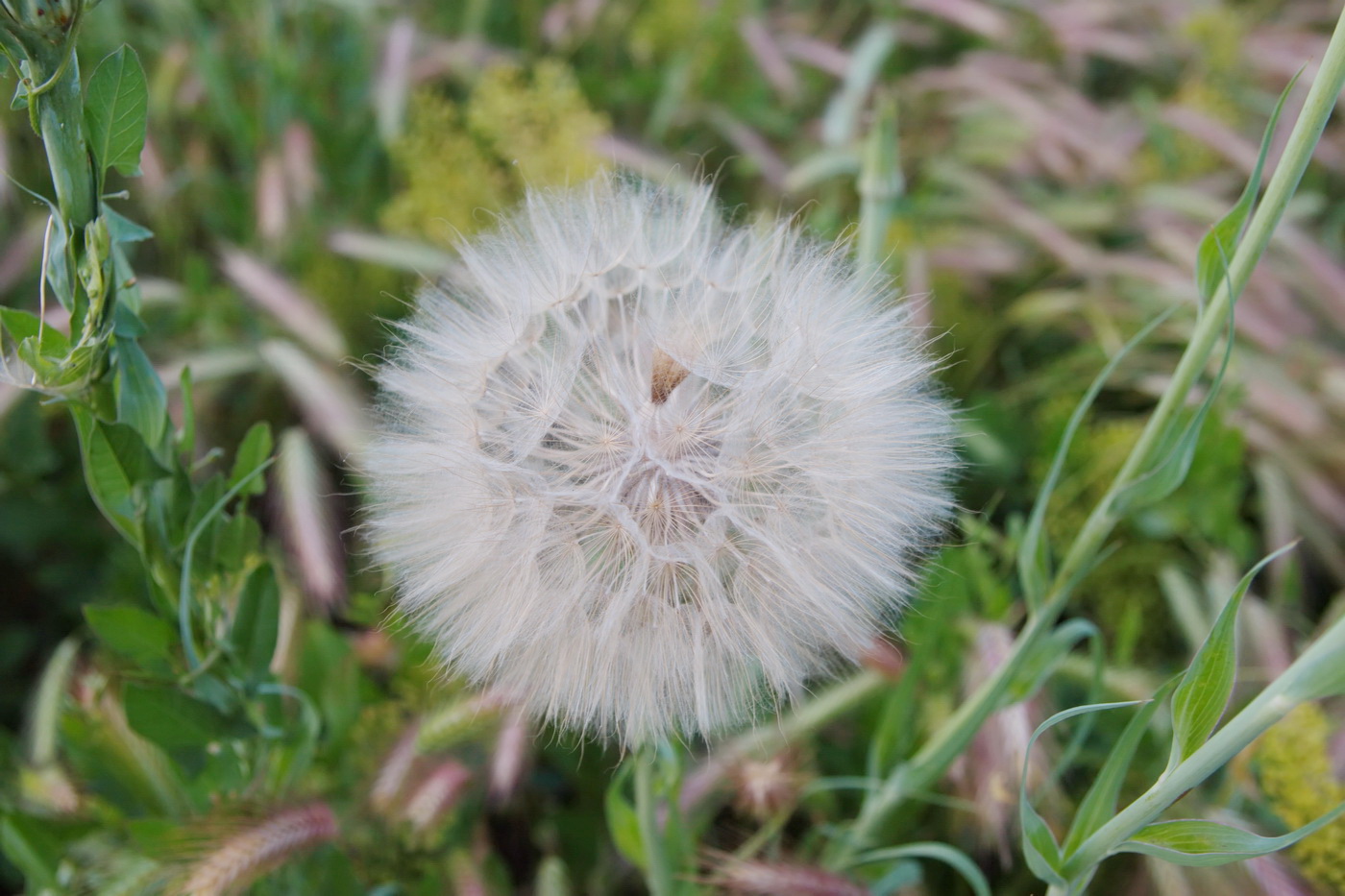 Изображение особи род Tragopogon.