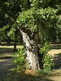 Populus nigra