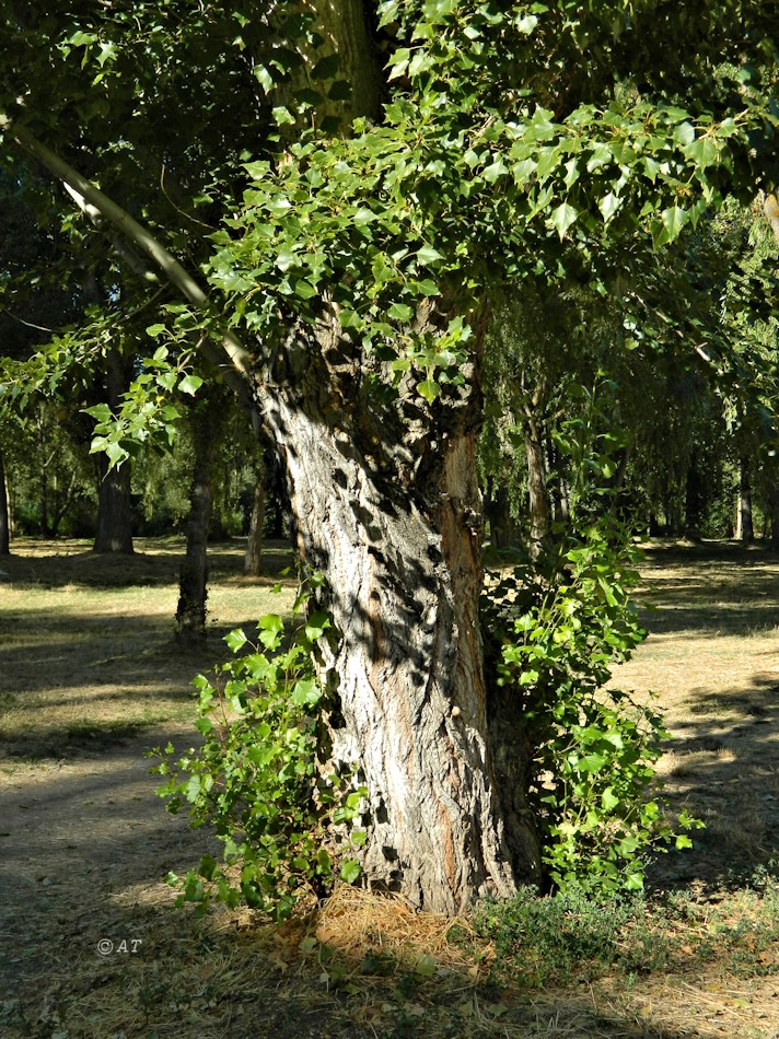 Изображение особи Populus nigra.