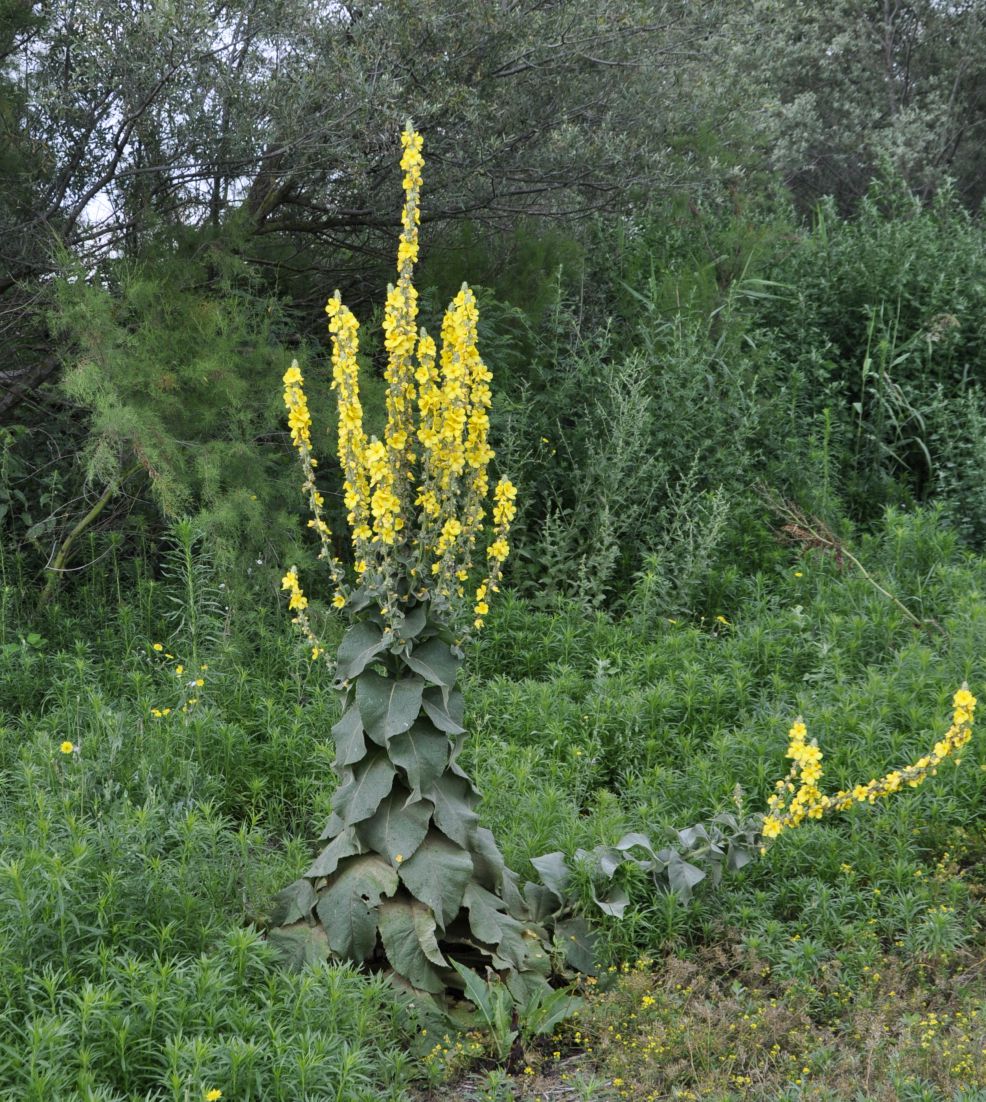 Изображение особи род Verbascum.