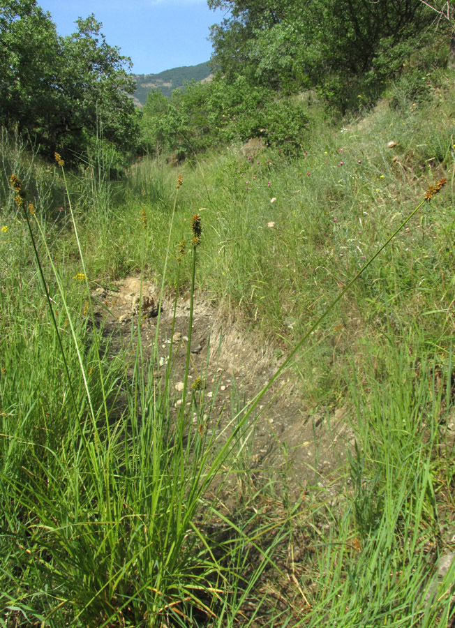 Image of Carex otrubae specimen.