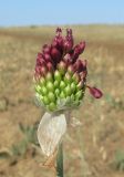 Allium regelianum. Распускающееся соцветие. Крым, Керченский п-ов, окр. мыса Чауда, опустыненная степь. 25 июня 2017 г.