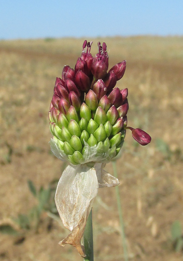 Image of Allium regelianum specimen.