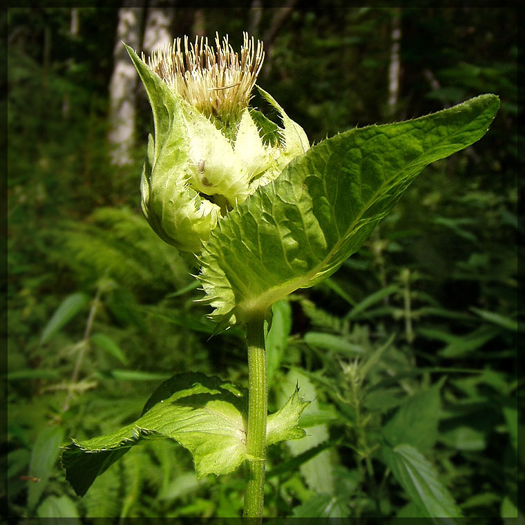 Image of Cirsium oleraceum specimen.