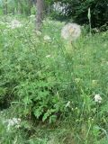 Tragopogon pratensis. Плодоносящие растения в сообществе. Беларусь, Минская обл., г. пос. Мачулищи, заказник \"Соколиный\", сосновый бор. 01.07.2017.