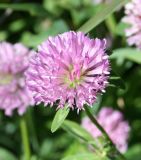 Trifolium pratense