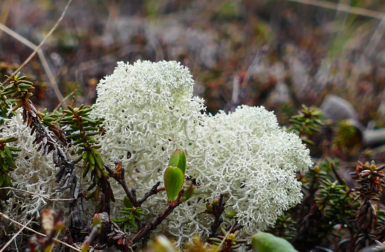 Image of Cladonia stellaris specimen.