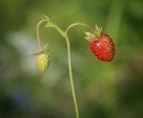 Fragaria vesca. Верхушка побега с плодами разной степени зрелости. Пермский край, г. Пермь, Кировский р-н, залежь. 29.07.2017.