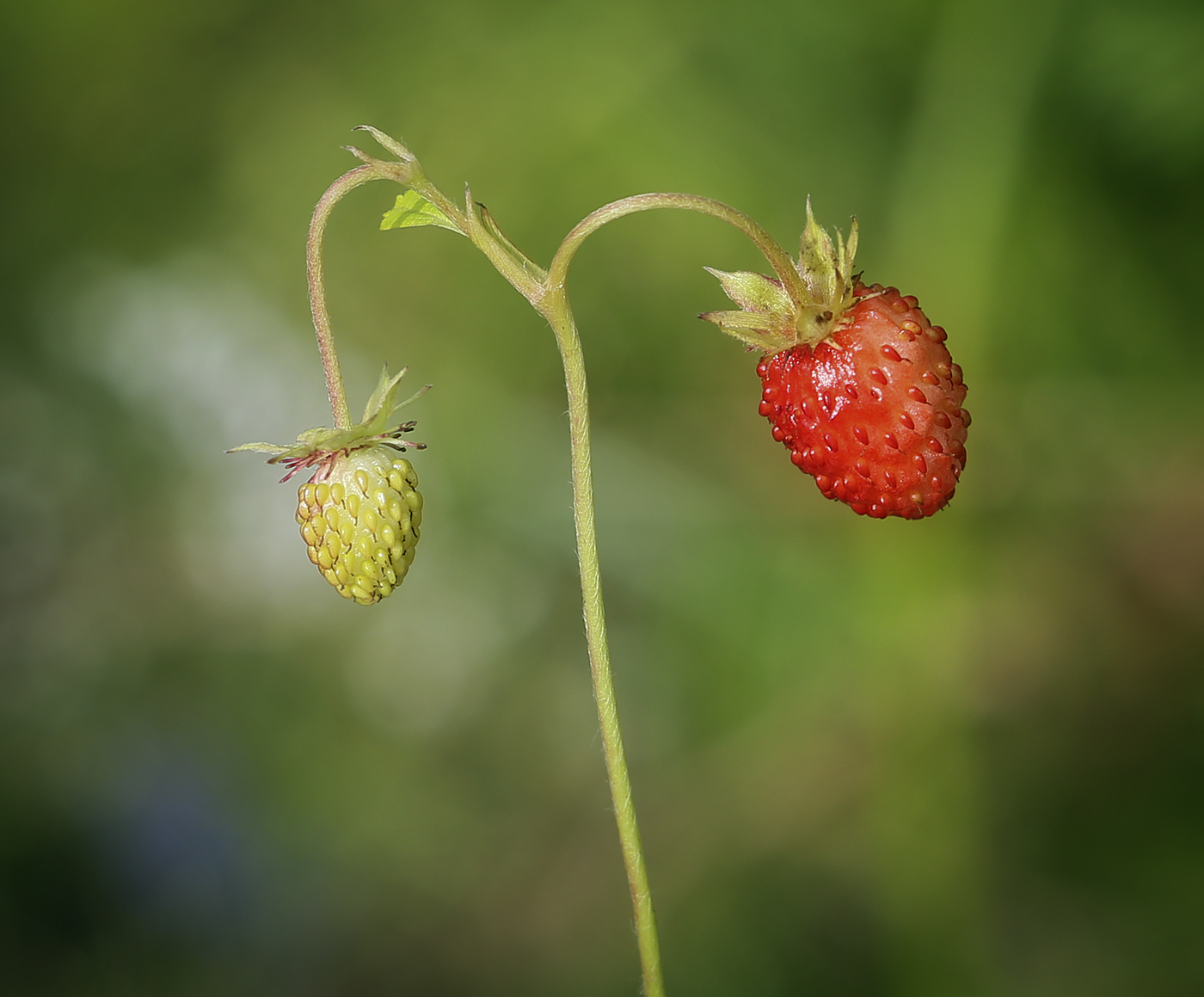 Изображение особи Fragaria vesca.