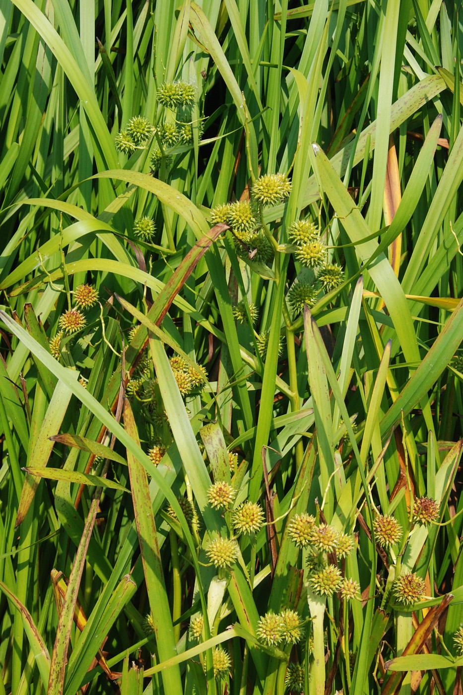 Image of Sparganium erectum specimen.