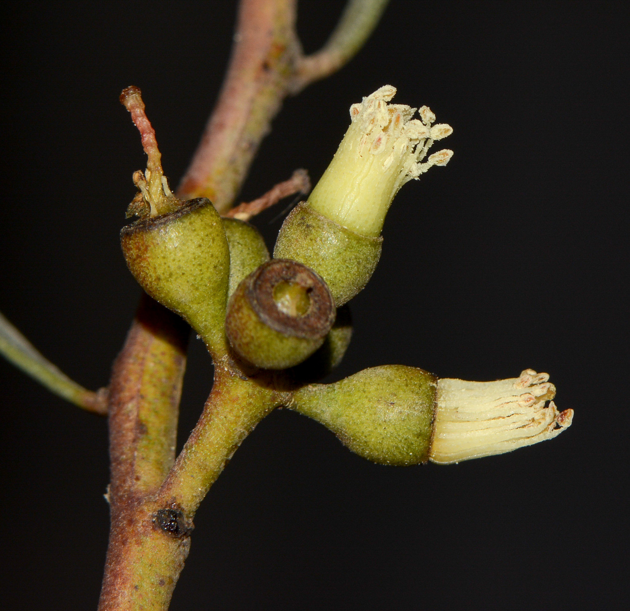 Image of Eucalyptus spathulata specimen.