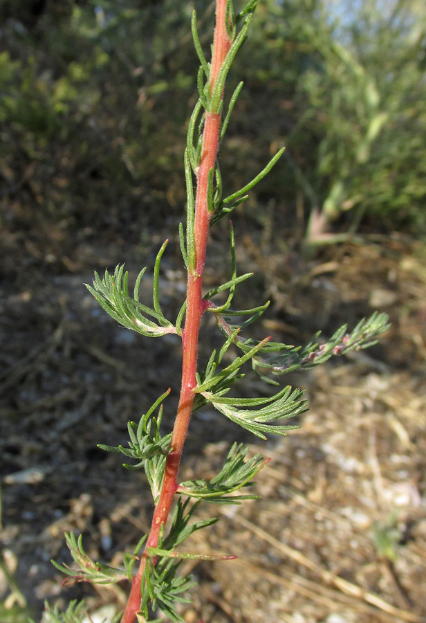 Image of Bassia laniflora specimen.