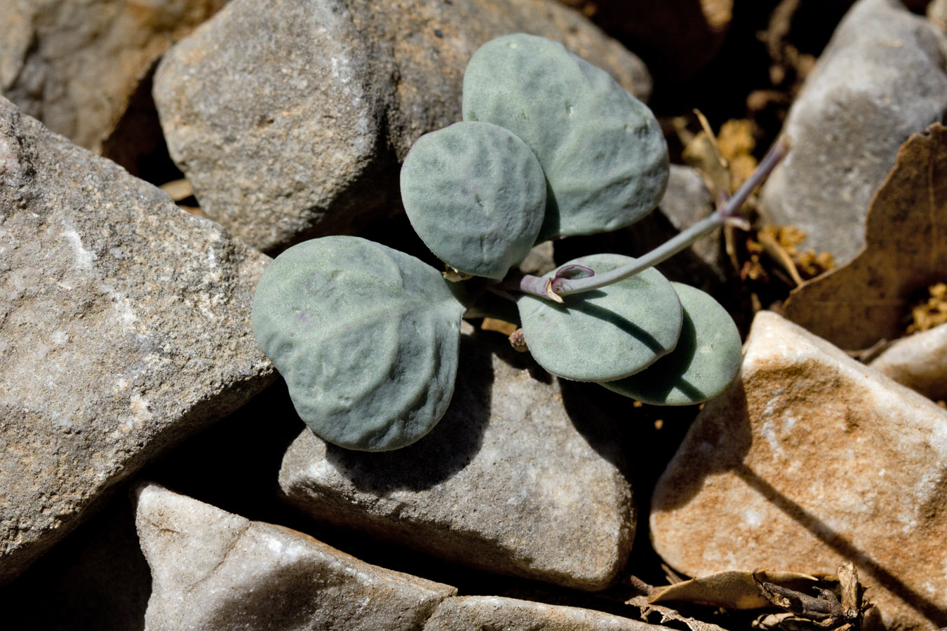 Image of Oberna variegata specimen.