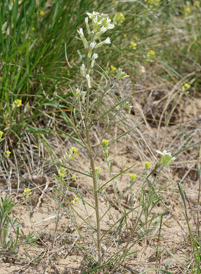 Изображение особи Erysimum leucanthemum.