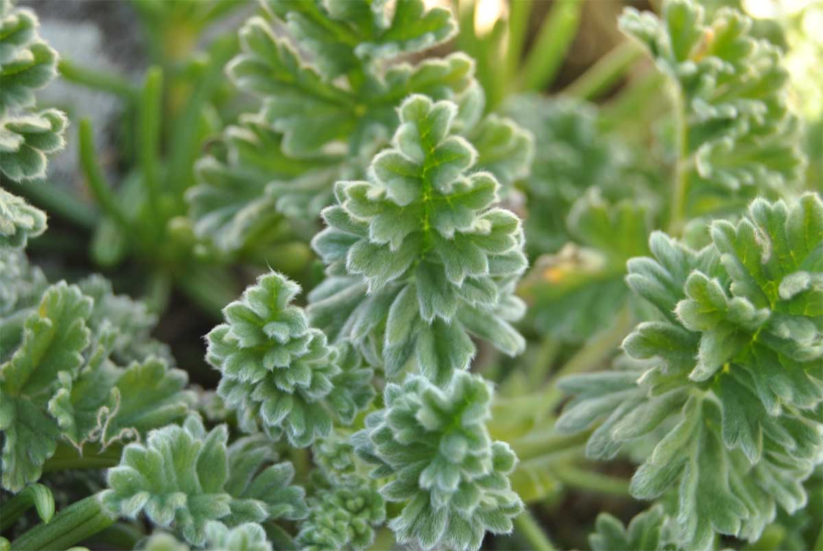 Изображение особи Pelargonium fulgidum.