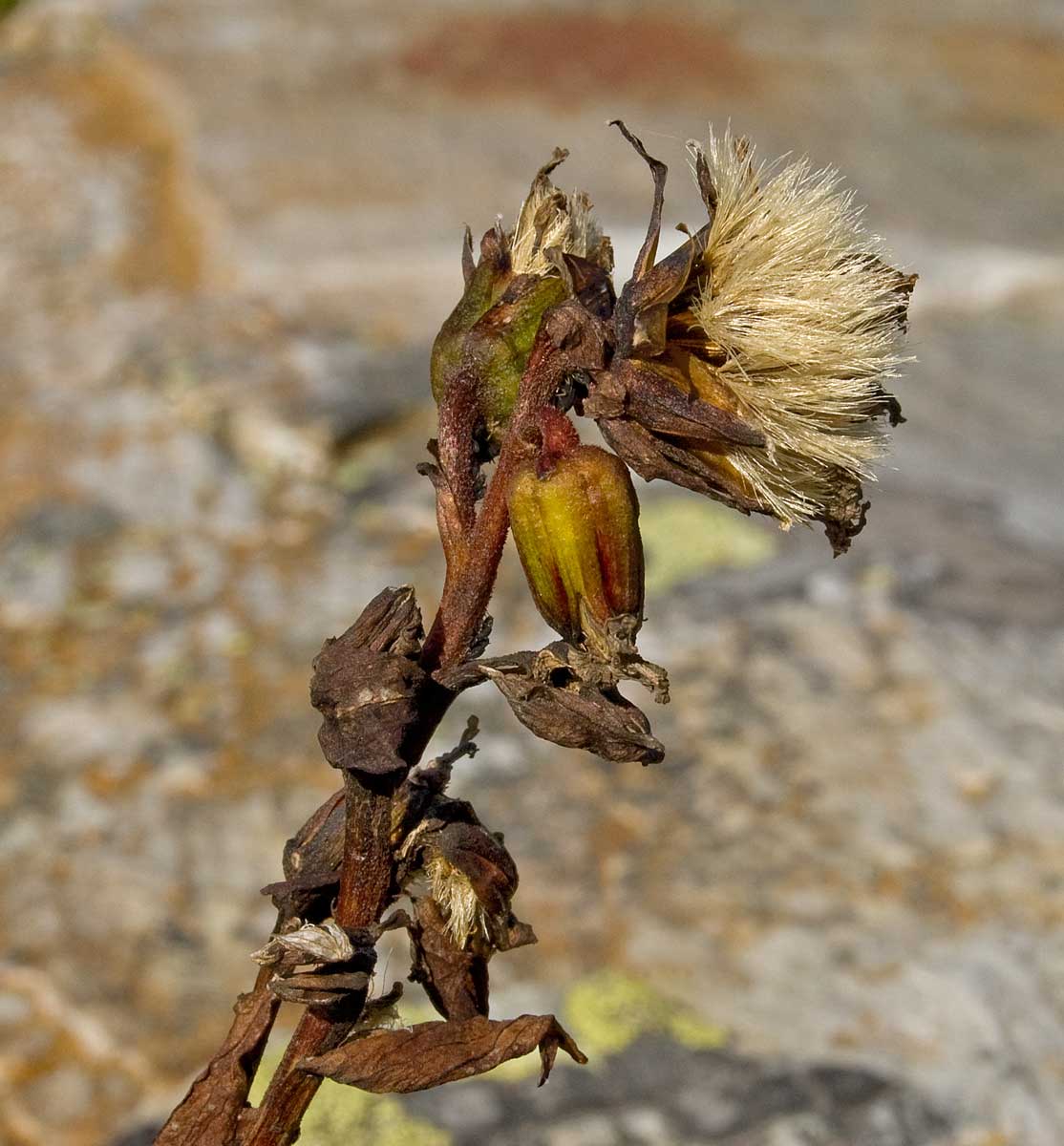 Image of Ligularia sibirica specimen.