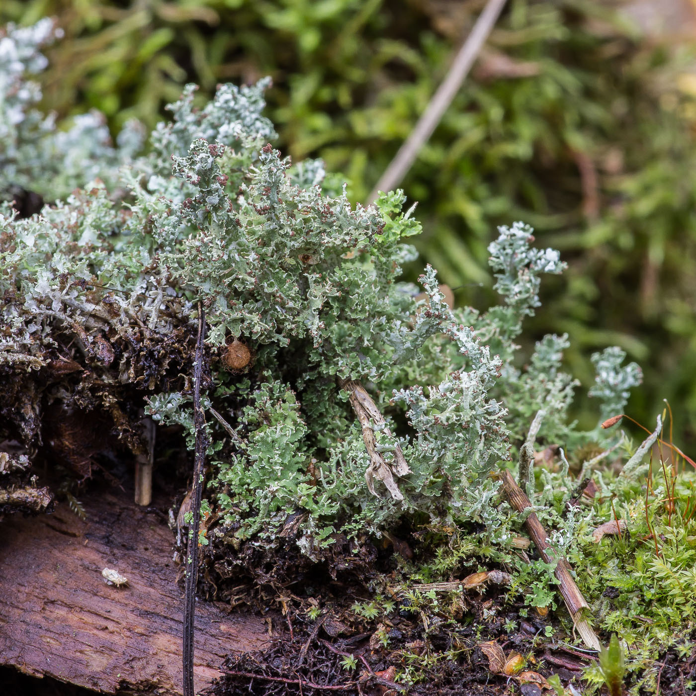 Изображение особи Cladonia furcata.