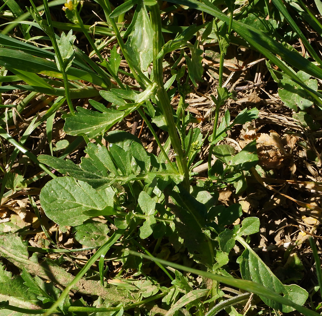 Image of Barbarea vulgaris specimen.