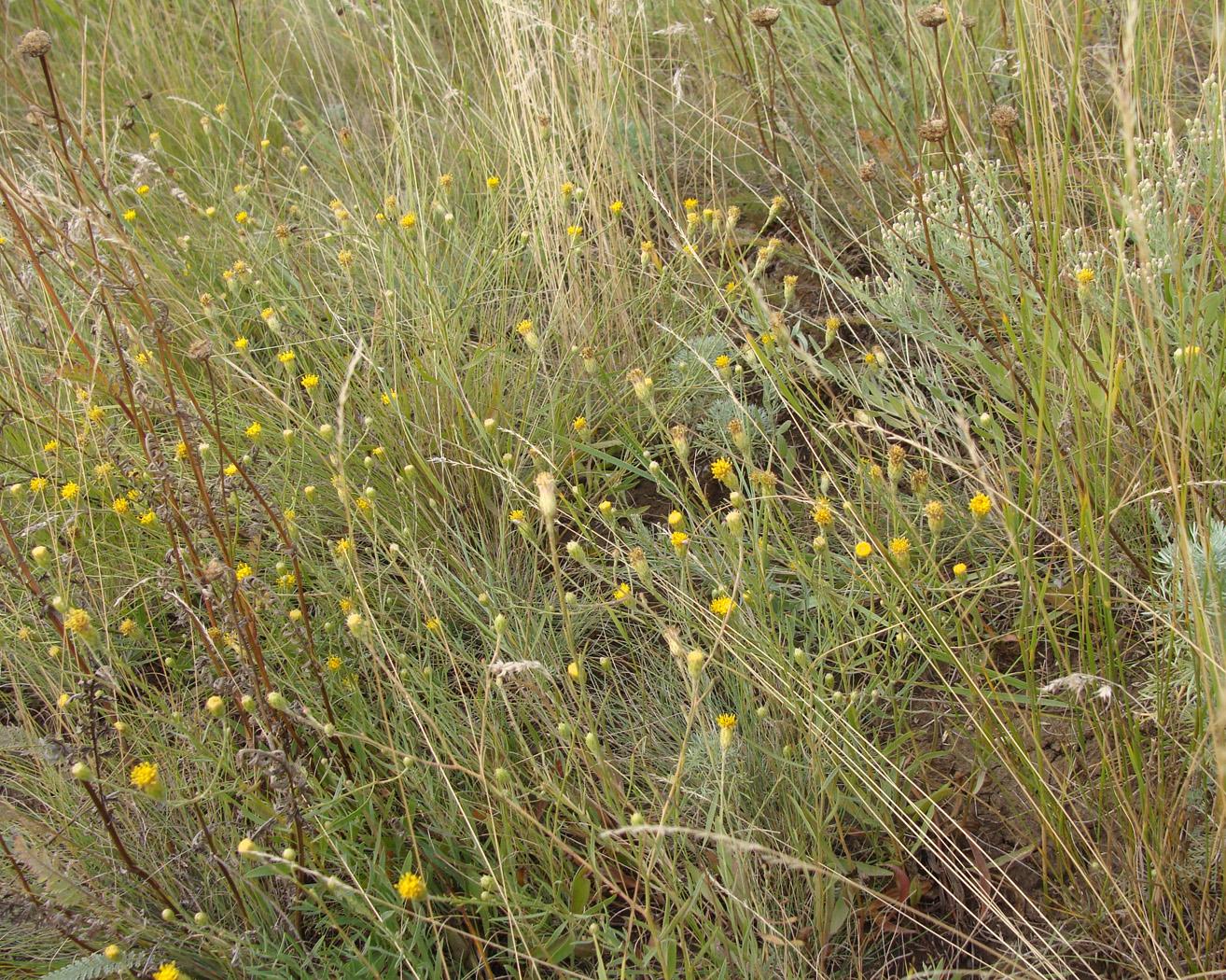 Image of Galatella divaricata specimen.