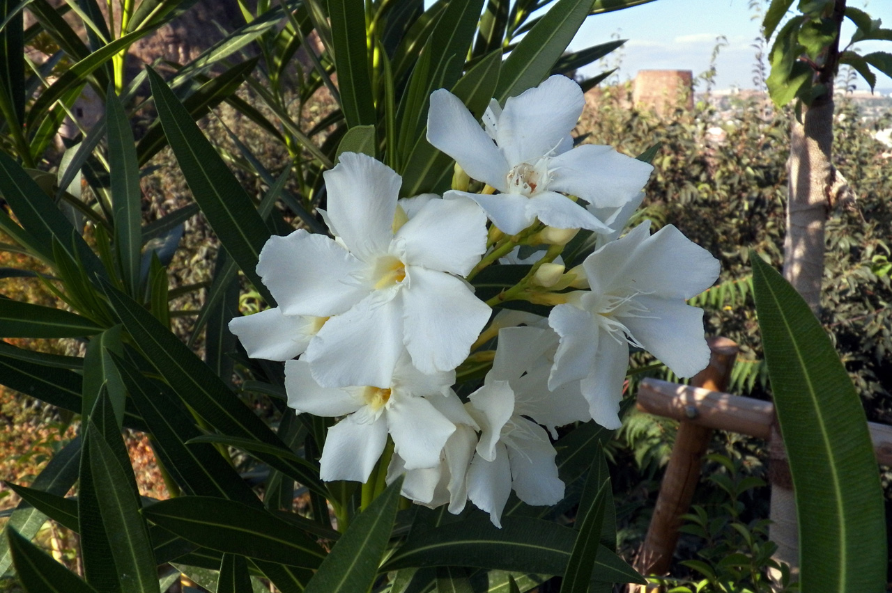 Изображение особи Nerium oleander.