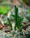 Lycopodium clavatum