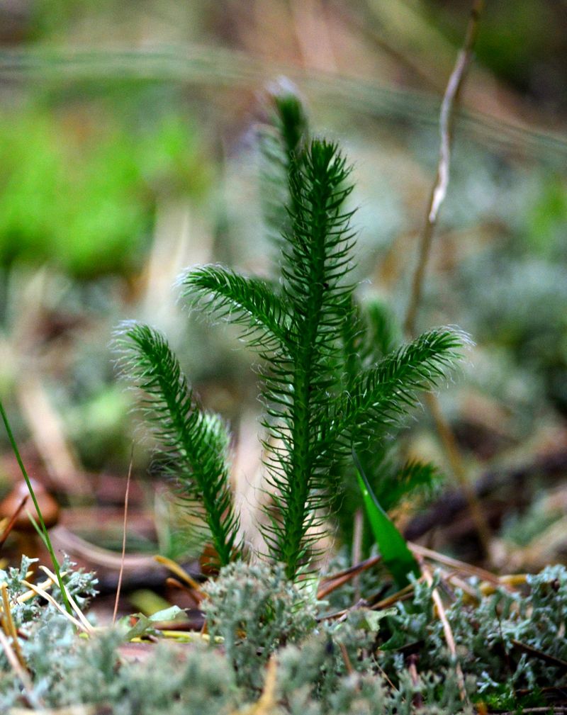 Изображение особи Lycopodium clavatum.