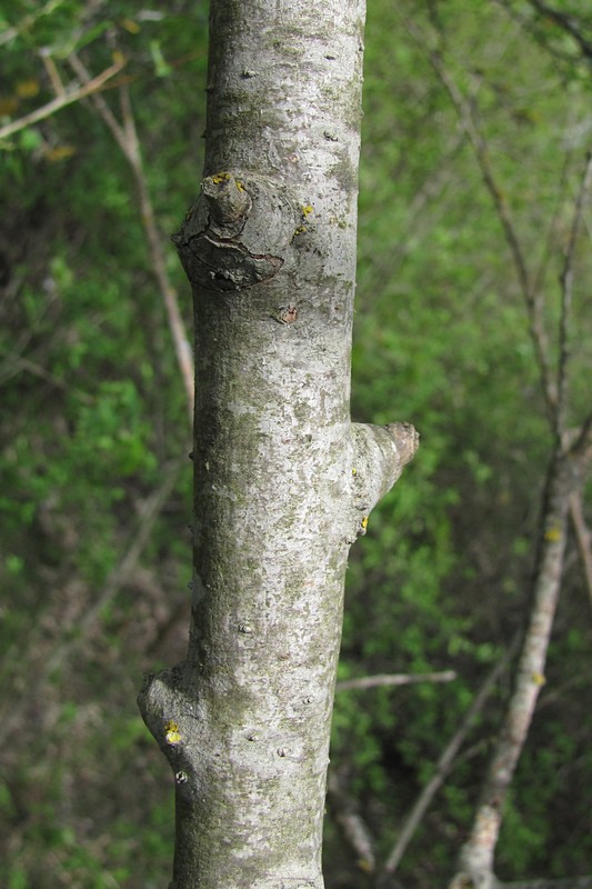 Image of Salix triandra var. glaucophylla specimen.