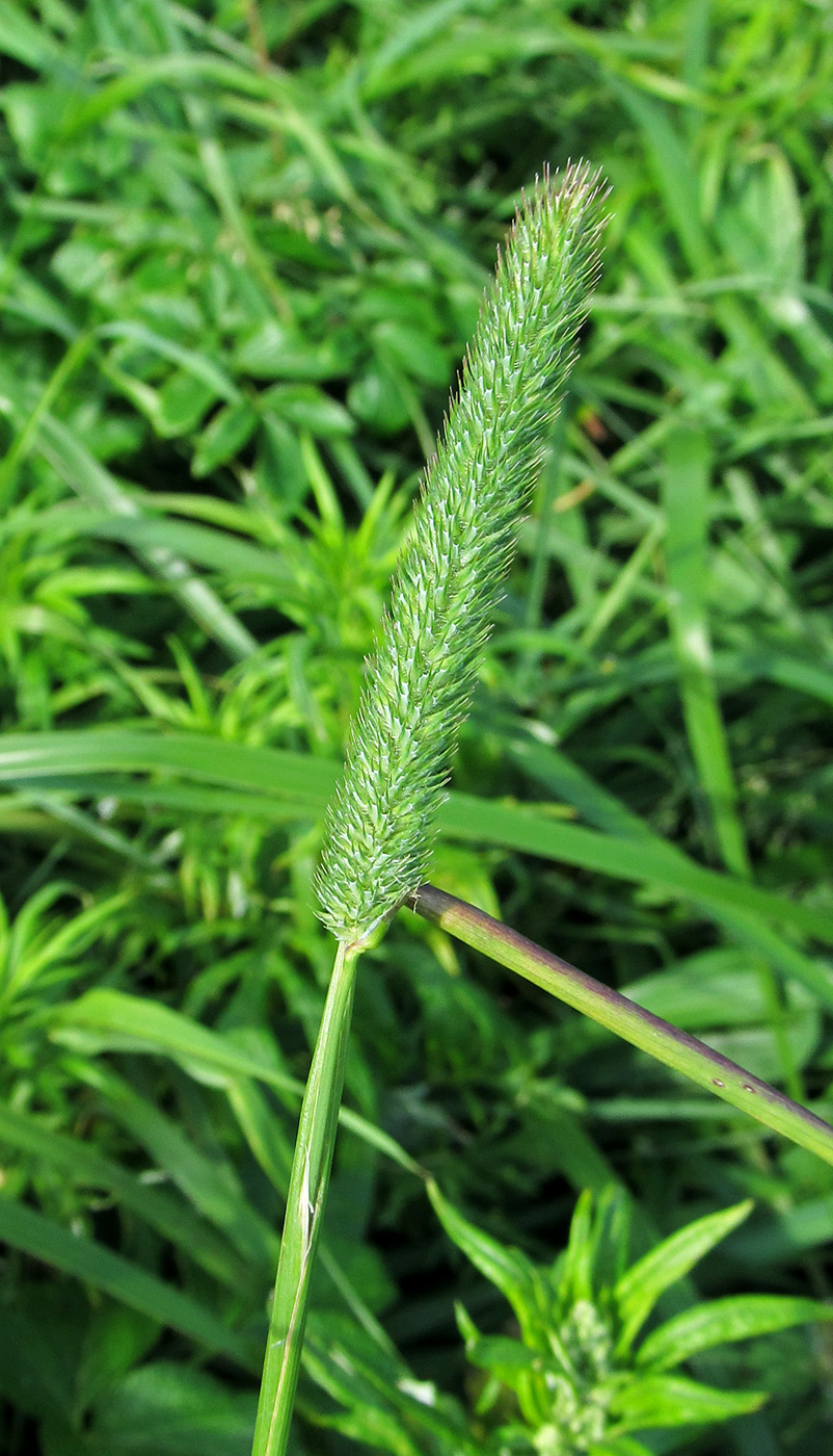 Изображение особи Phleum pratense.