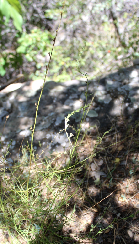 Изображение особи Leptorhabdos parviflora.