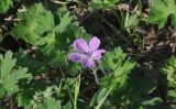 Geranium albanum