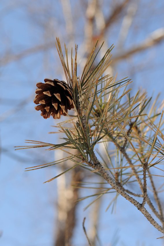 Изображение особи Pinus &times; funebris.