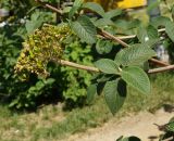 Viburnum lantana