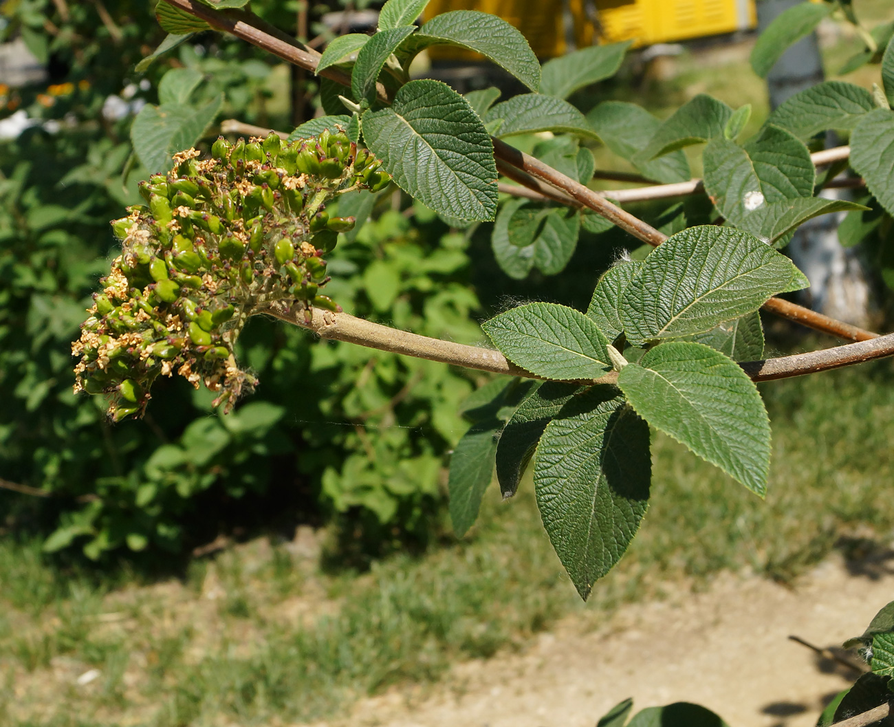 Image of Viburnum lantana specimen.