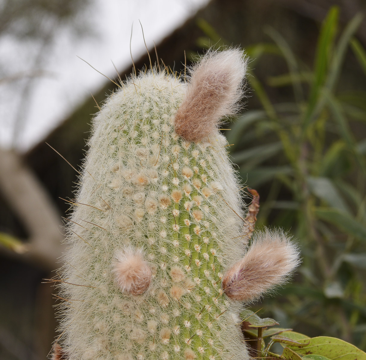 Изображение особи Cleistocactus straussii.