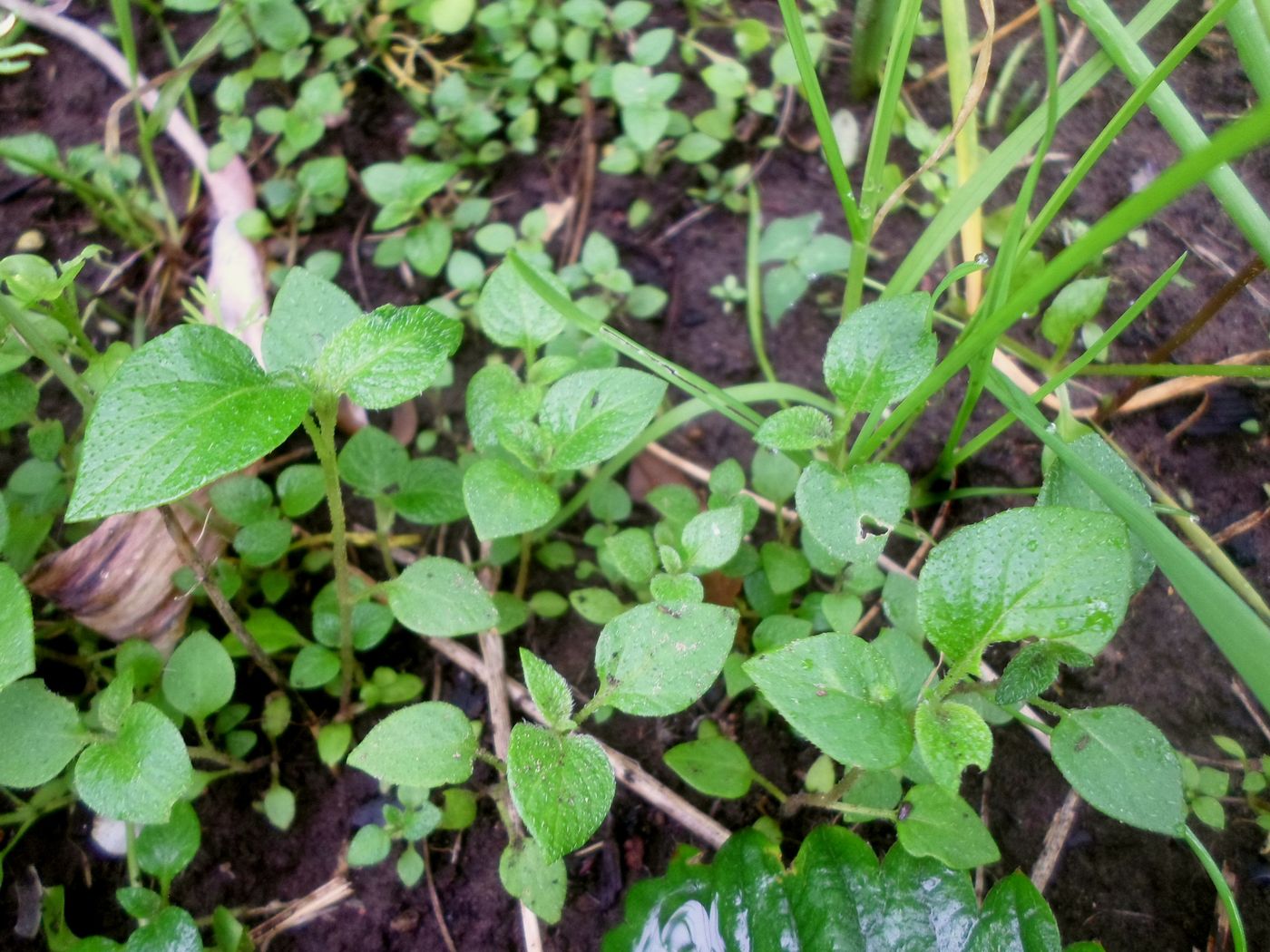 Изображение особи Solanum tuberosum.