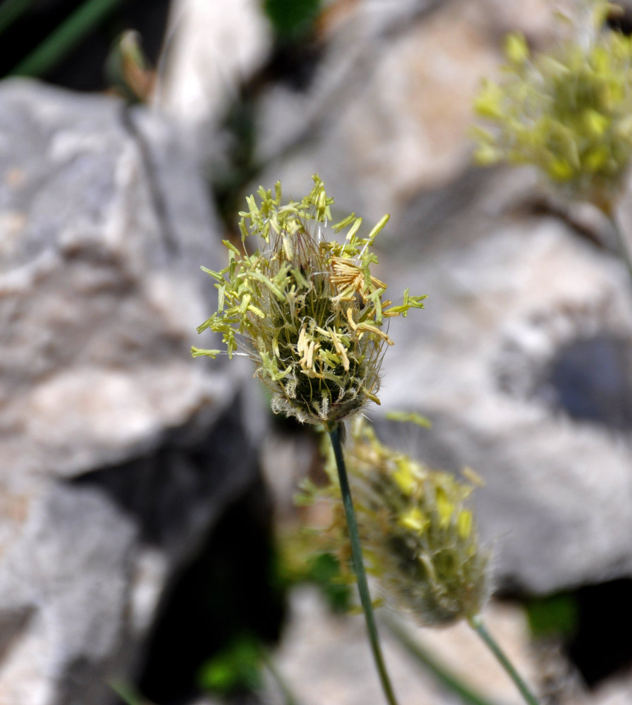 Image of Alopecurus glacialis specimen.