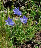 Campanula biebersteiniana. Цветущее растение. Адыгея, Фишт-Оштеновский массив, гора Оштен, ≈ 2400 м н.у.м., субальпийский луг. 06.07.2017.