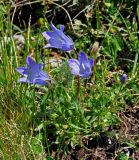 Campanula biebersteiniana. Цветущее растение. Адыгея, Фишт-Оштеновский массив, гора Оштен, ≈ 2400 м н.у.м., субальпийский луг. 06.07.2017.