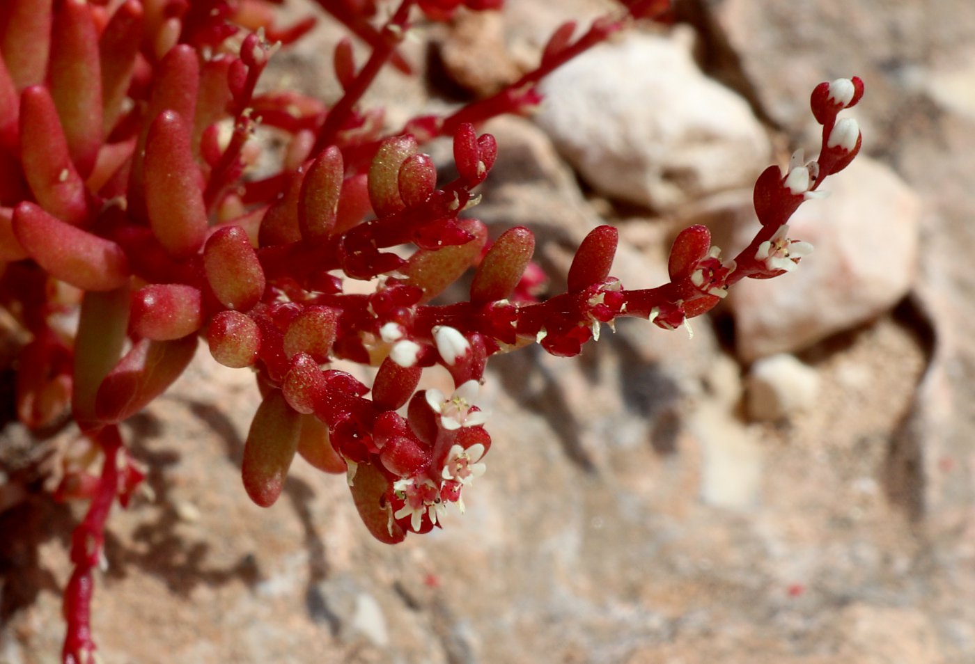 Image of Sedum microcarpum specimen.