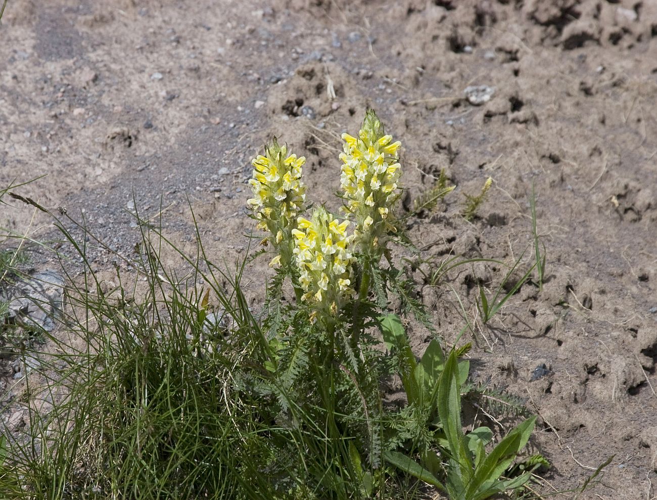 Изображение особи Pedicularis condensata.