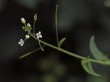 Image of taxon representative. Author is Игорь Павлов